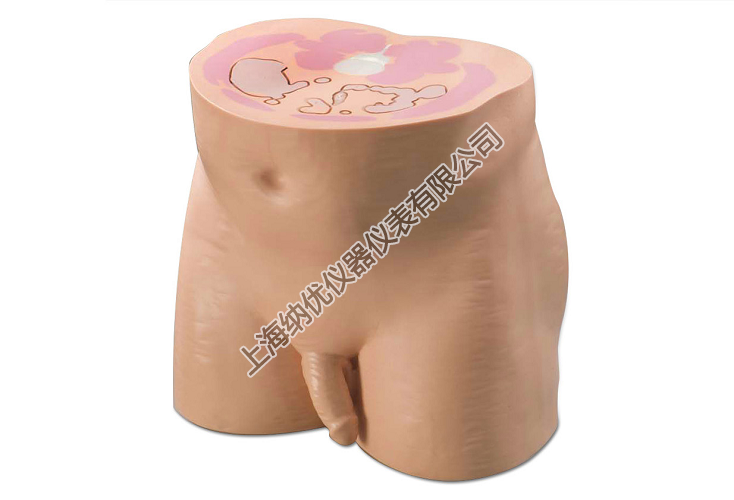 美国CIRS 801-P男性仿真骨盆模体